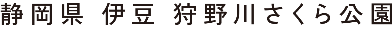 静岡県 伊豆 狩野川さくら公園